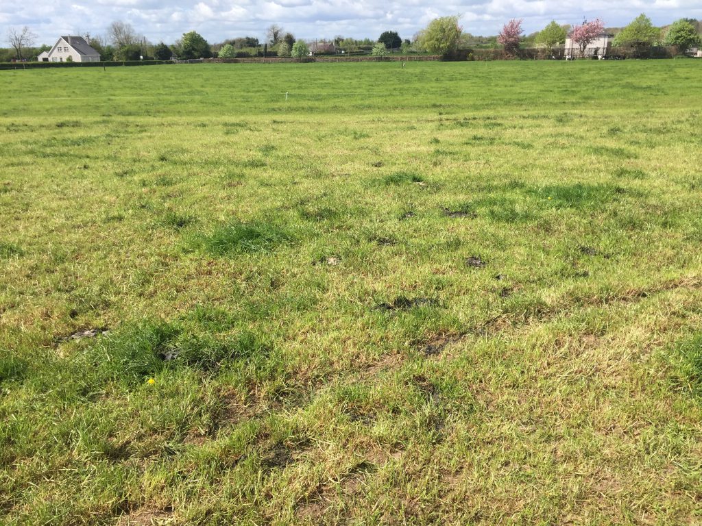A recently-grazed paddock on Joe Farrell’s farm