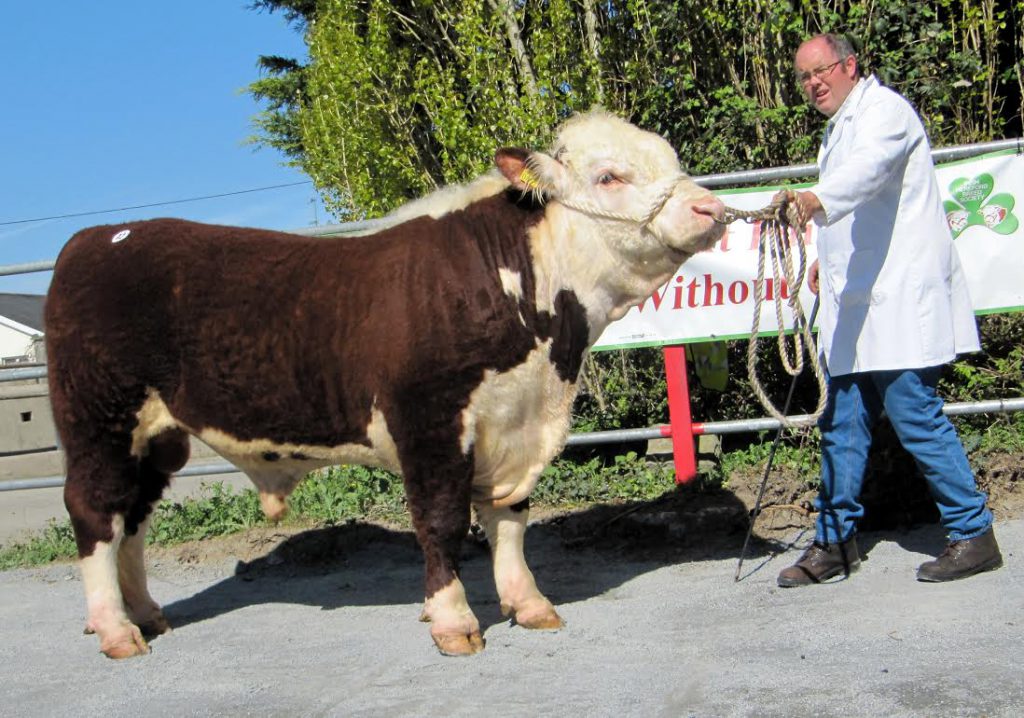 Portanob Brutus made €3,000