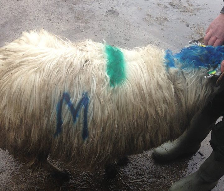 The missing hoggets have similar markings to the one in the photo