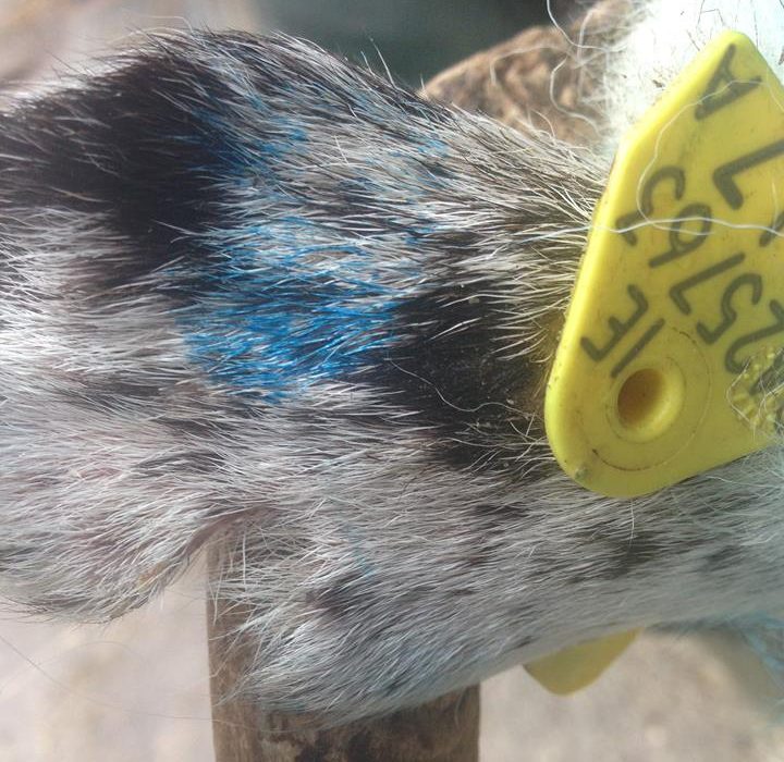 The stolen hoggets have notches in their ears