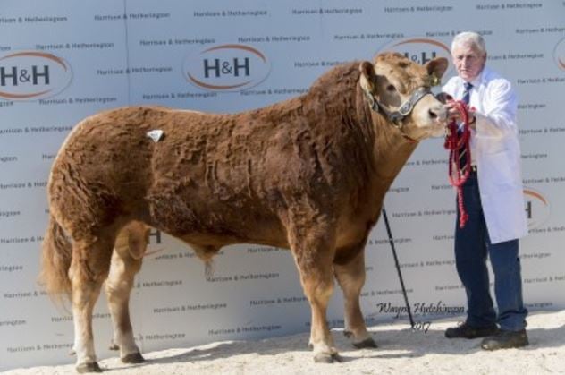 Ampertaine Mozart sold for 100,000gns (£105,000) on Saturday. Source: British Limousin Cattle Society