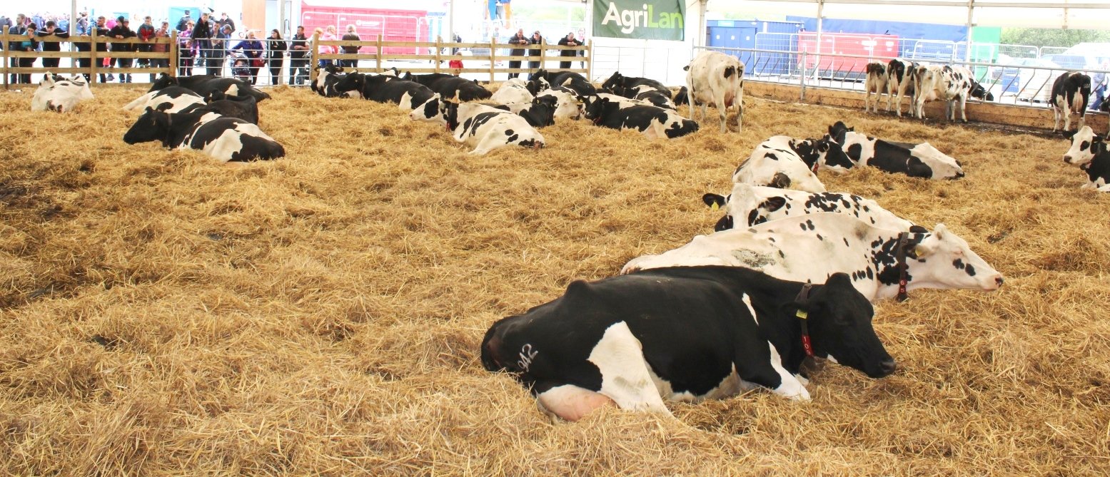 Dairy cows at rest during Lely’s robotic milking display at Balmoral 2017