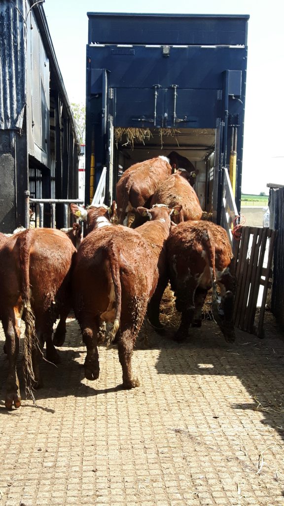Irish pedigree Herefords being loaded for Russia