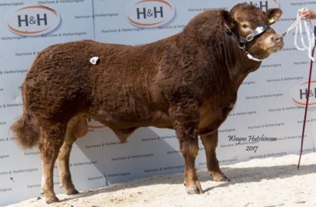 Bassingfield Machoman sold for 50,000gns (£52,500). Source: British Limousin Cattle Society