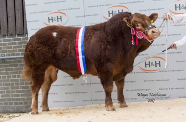 The Overall Champion, Wilodge Lookout, made 60,000gns (£63,000). Source: British Limousin Cattle Society