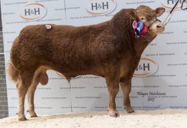 Foxhillfarm Manhattan, the Junior Champion and Overall reserve, fetched 35,000gns (£36,750) Source: British Limousin Cattle Society