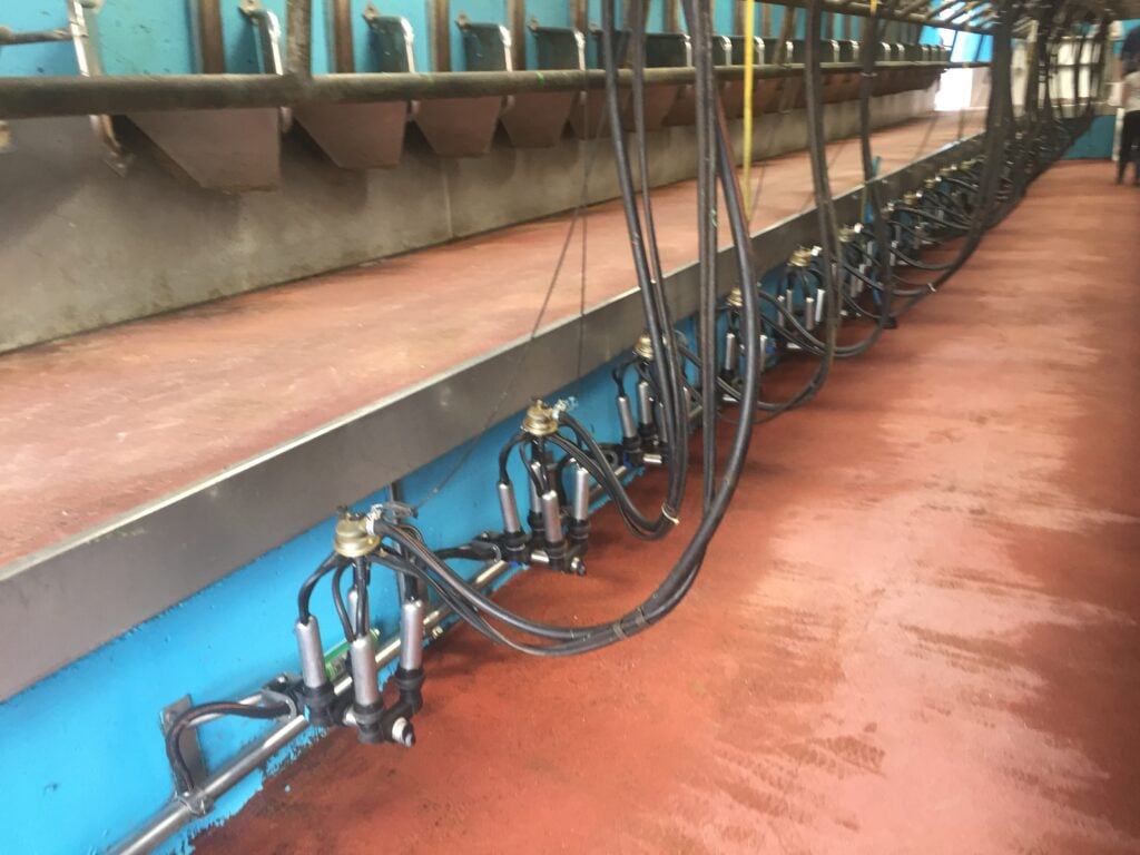 The cows are milked in a 20-unit parlour