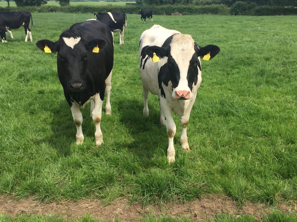 Some of the replacement heifers on Gowings’ farm