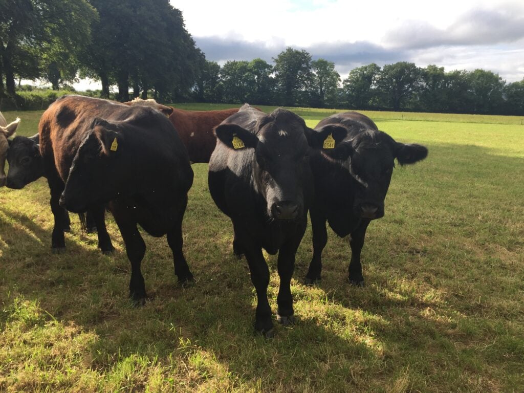 Angus steers on the Kingstons’ farm