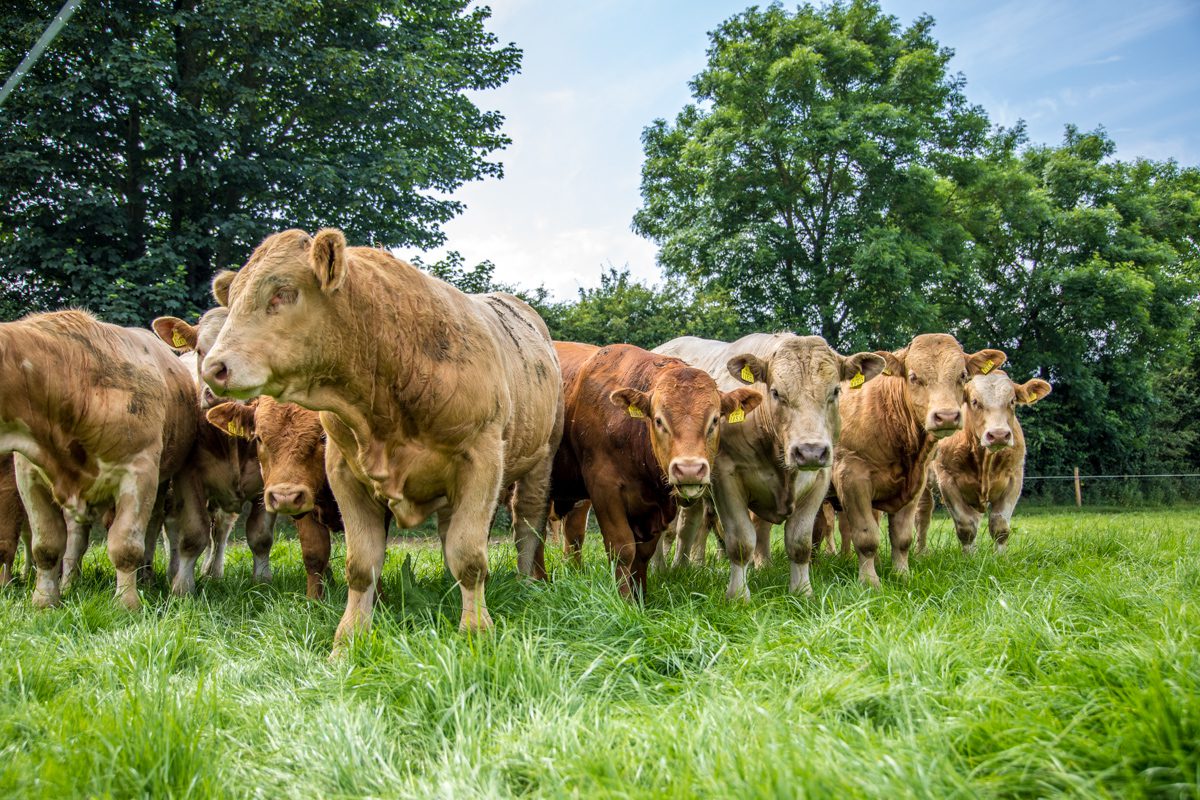 11-month old bulls achieving 1.44kg/day since turn-out