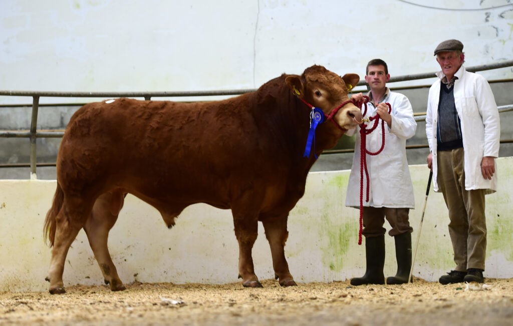 Coolrain Kodak sold for €3,600