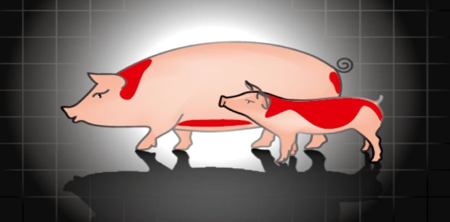 Figure 3: Areas of the sow and piglet where vaccine can be administered with the IDAL gun