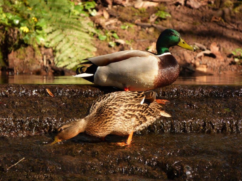 Shazia Waheed, March photo winner