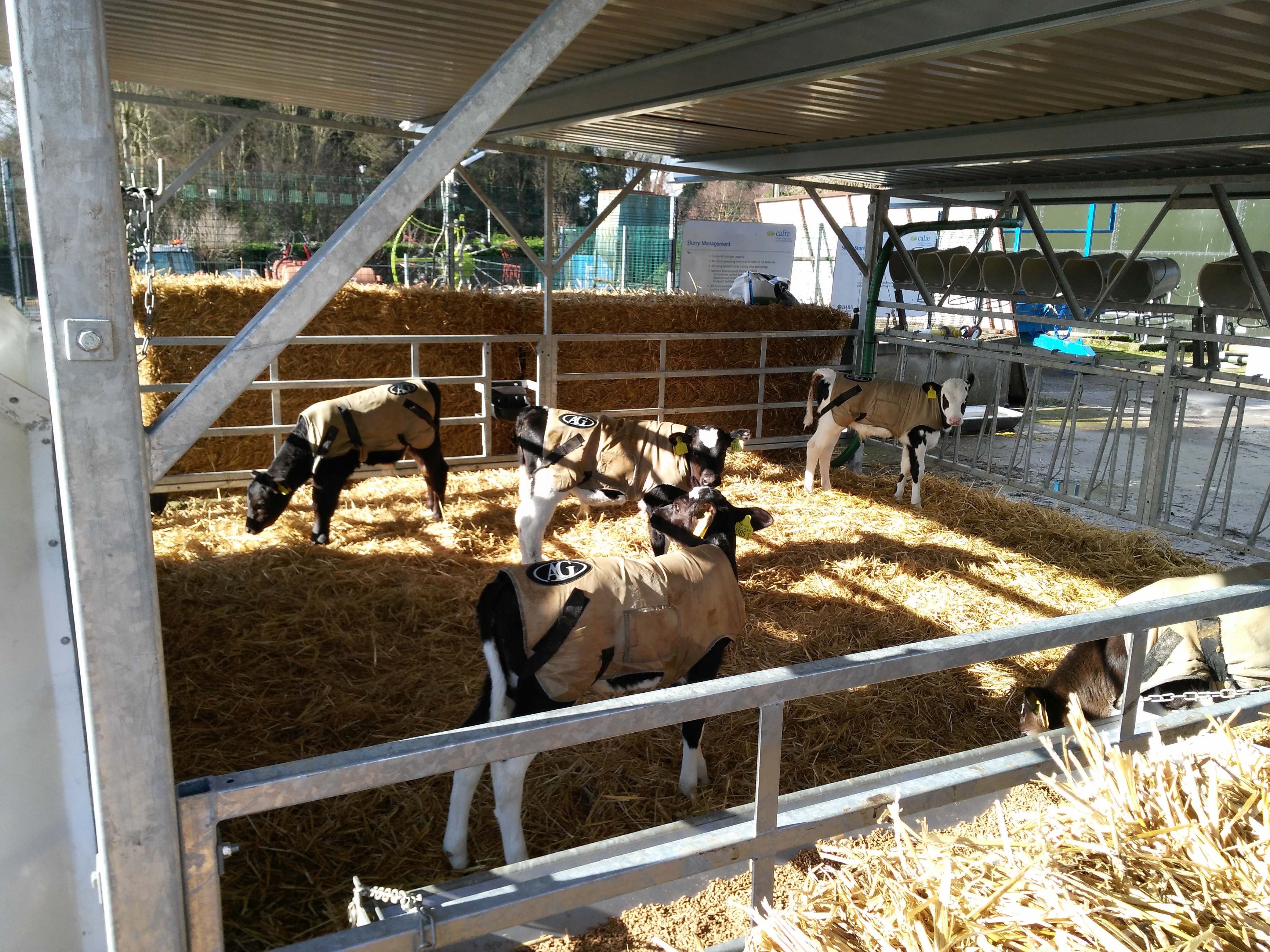 Calf veranda, erected at CAFRE, in February 2017