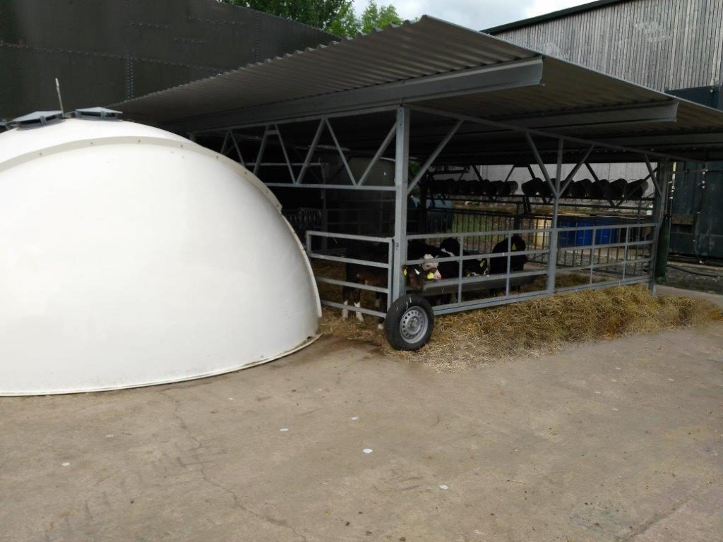 Calf-rearing igloo erected at CAFRE in February 2017