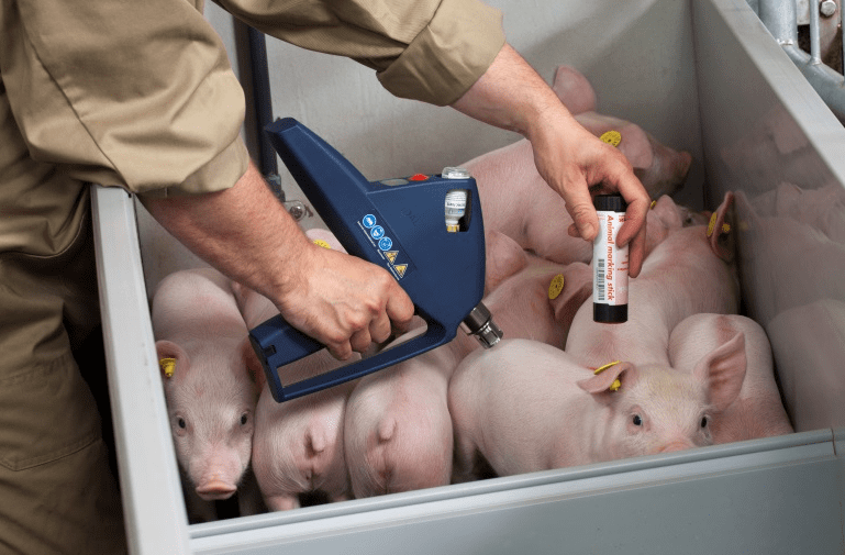 Piglets being vaccinated with the IDAL gun