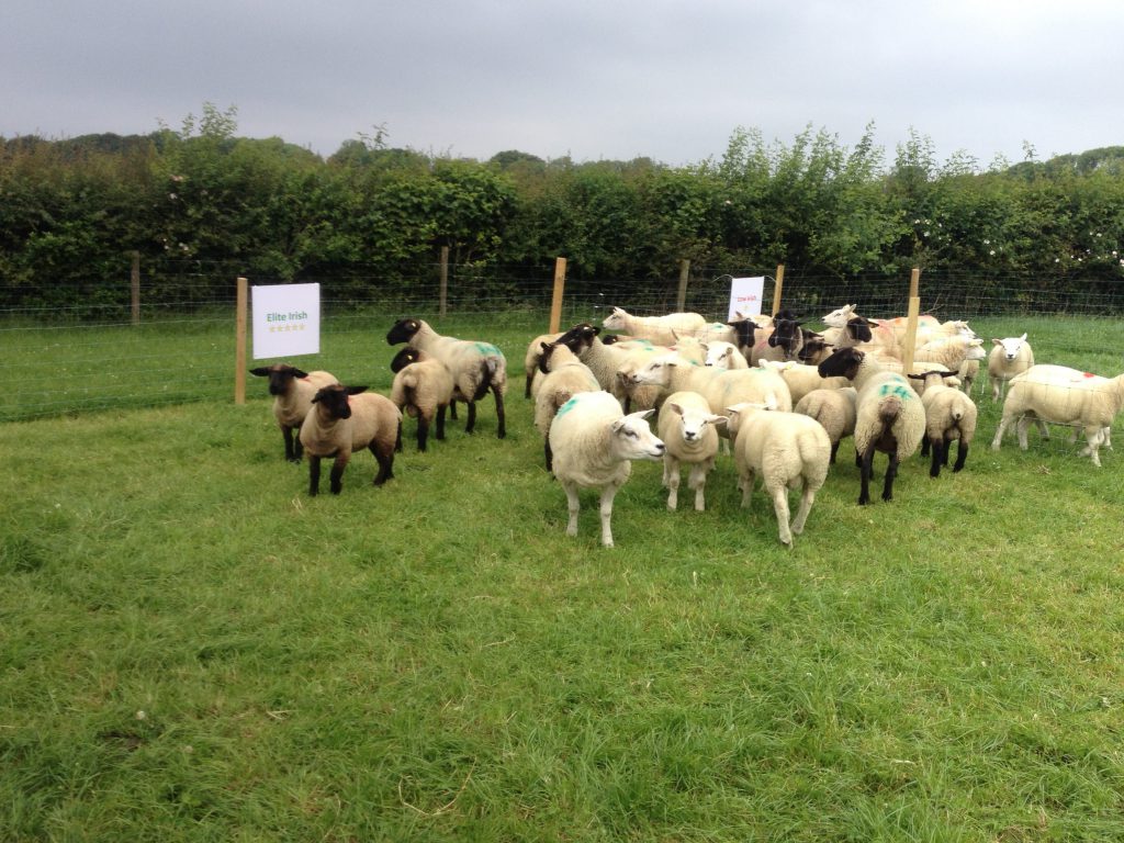 5-star replacement Irish sheep in Athenry