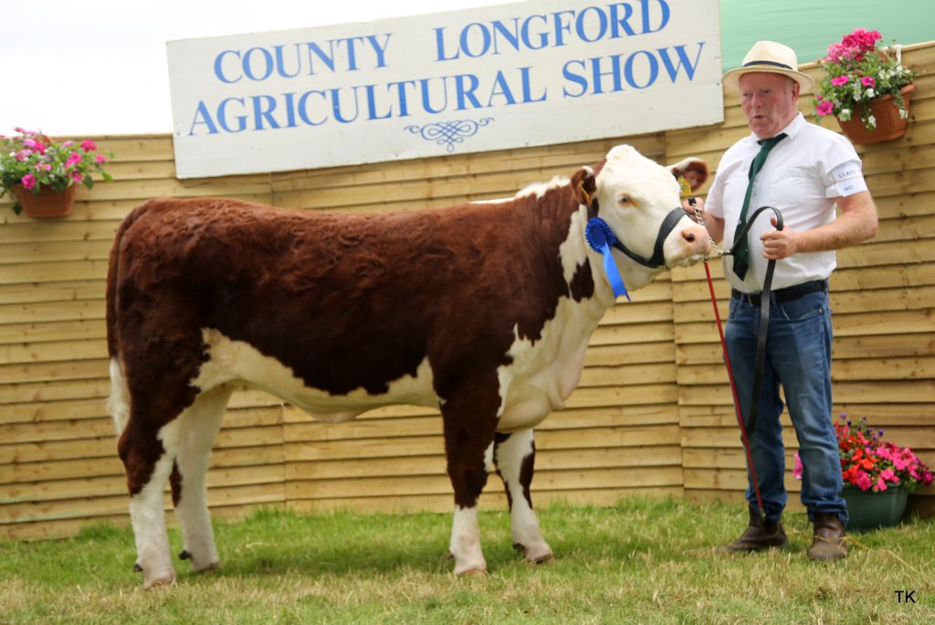 Padraig McGrath takes second in class 47 with his newly-acquired heifer from the UK – Dendori 1 Honeysuckle