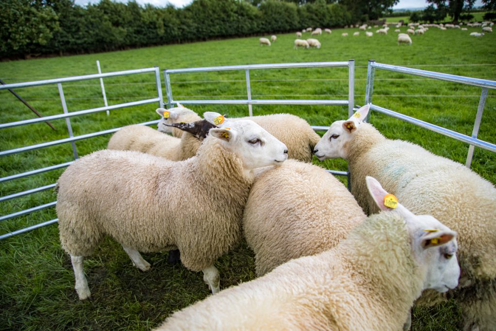 A selection of Belclare-sired ewe lambs with the orange management disk visible in their ears