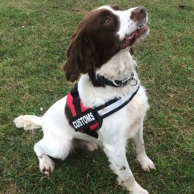 The detector dog, named Bill, used in the case