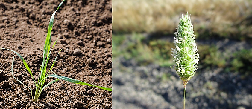 Vegetative canary grass and seed head. Image source: Teagasc