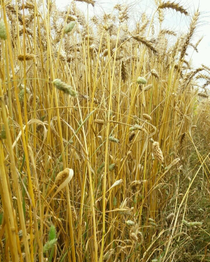 Canary grass in spring wheat. Image source: Teagasc