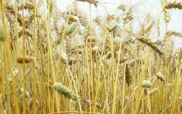 Canary grass in spring wheat. Image source: Teagasc