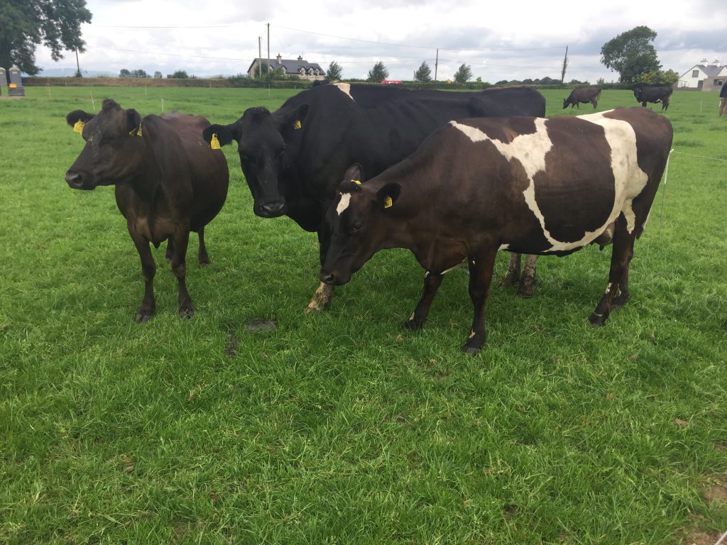 A 75% Jersey, a Holstein Friesian and a Jersey / Holstein Friesian on Joe Kirwan’s farm