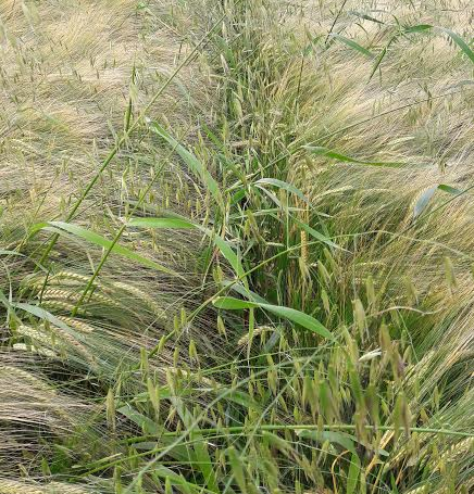 Wild oats in barley crop. Image source: Teagasc