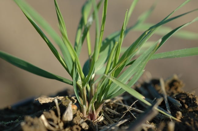 Early tillering blackgrass