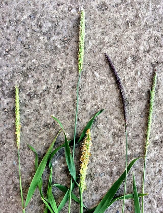 Black grass flowering head. Image source: Teagasc