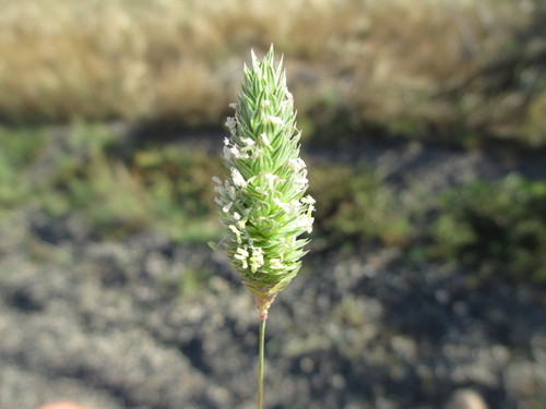 Canary grass seed head
