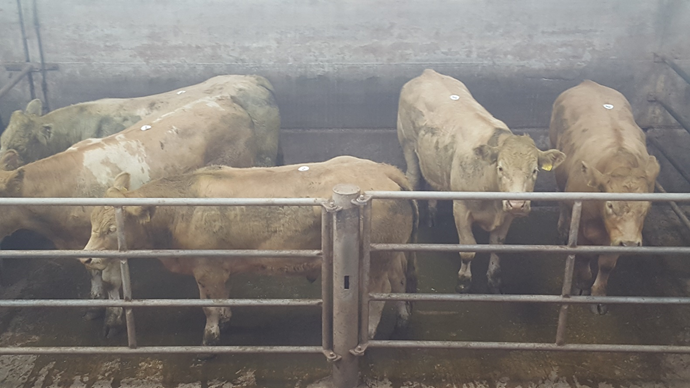 Five Charolais bullocks: 571kg – €1,400 or €2.45/kg