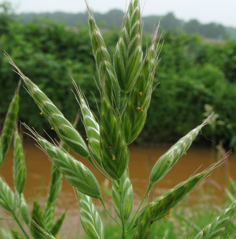 Soft brome. Image source: Teagasc