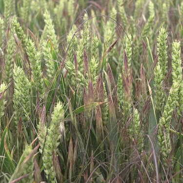 Sterile brome panicle. Image source: Teagasc