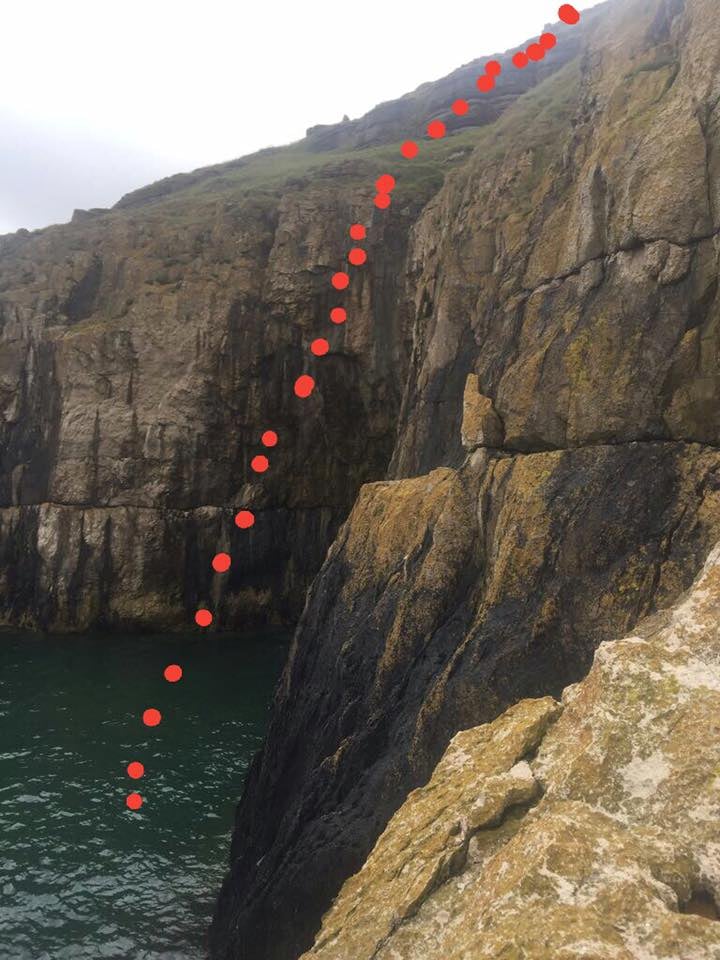 The sheepdog fell 60ft off a cliff into the sea. Source: Facebook