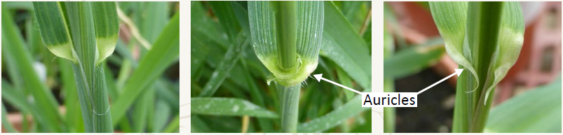 From L-R: Wild oats, wheat and barley auricles. Image source: Teagasc