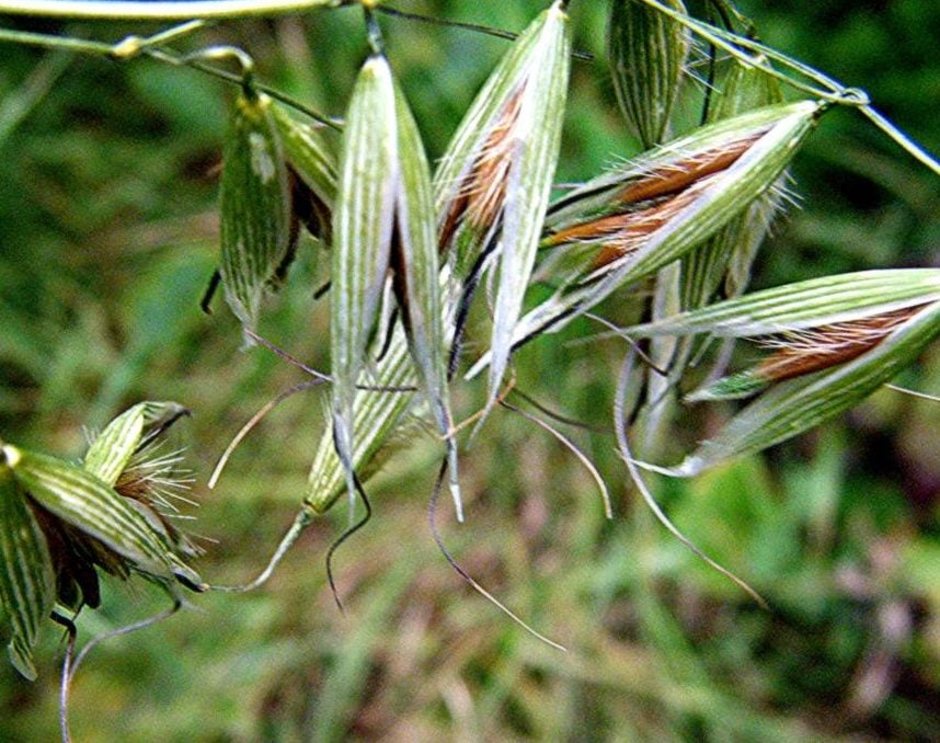 Wild oats panicle and hairy seeds. Image source: Teagasc