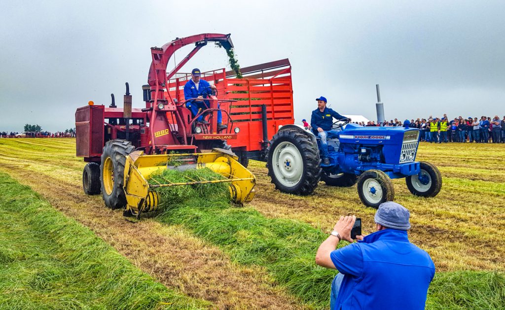 ‘Old-school’ silage chopping: Long before New Holland FR harvesters and T7 tractors with ‘half-pipe’ trailers became fashionable, machines such as this 1880 ruled the roost. It was a big and modern contraption in its day; it even boasted a driver-friendly hydrostatic transmission
