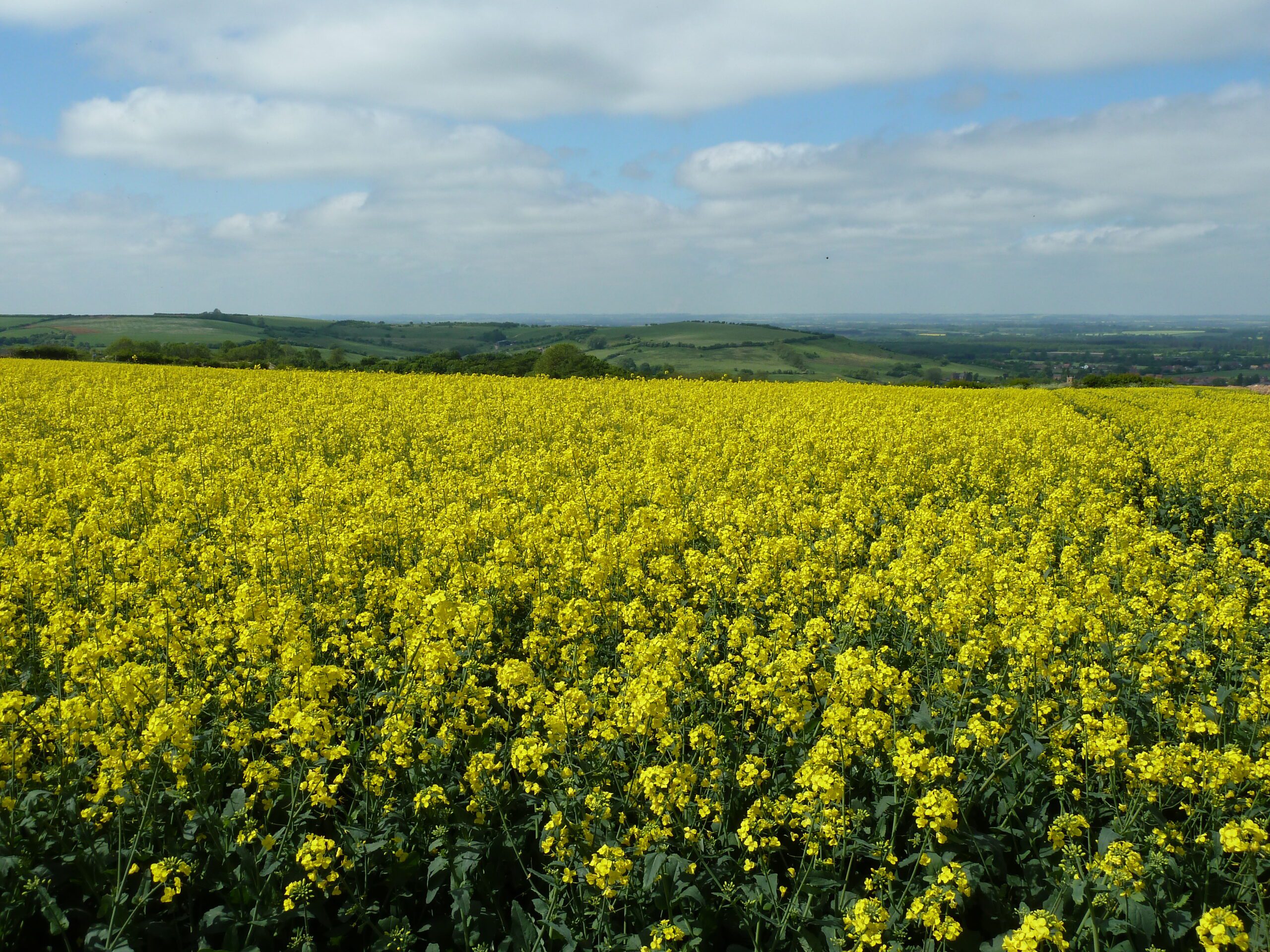 Phoma stem canker in oilseed rape