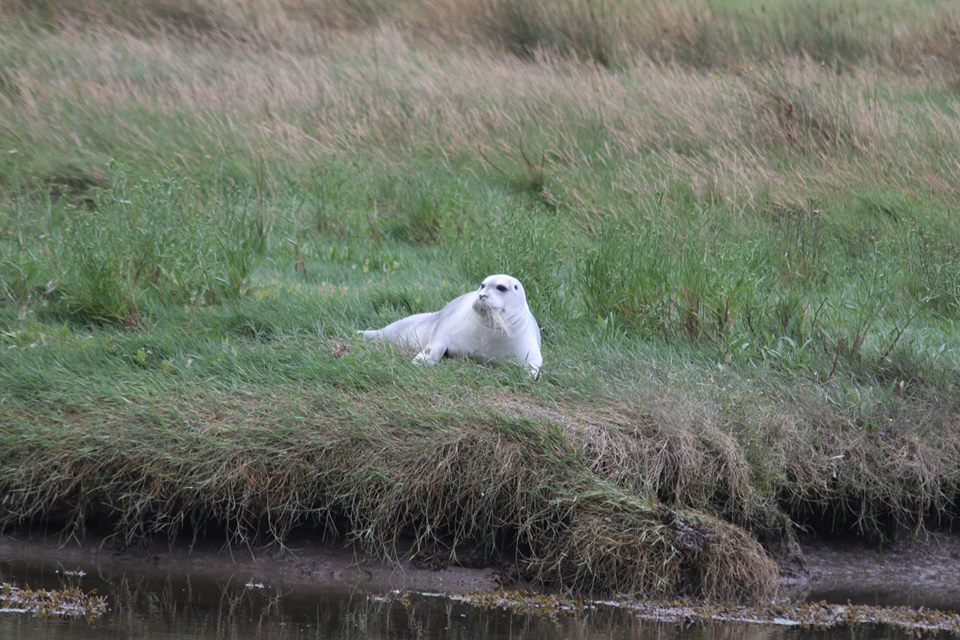 Image source: Shearwater Wildlife Tours