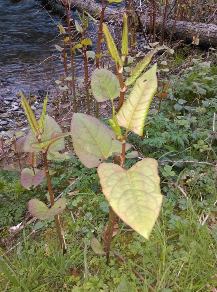Japanese Knotweed