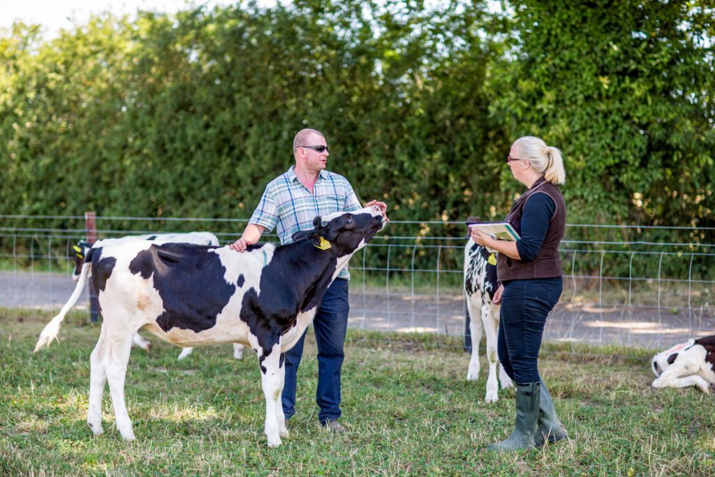 An RSPCA staff member carrying out a dairy welfare assessment