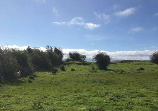 Two black dogs had cornered one of Molloy’s ewes last weekend