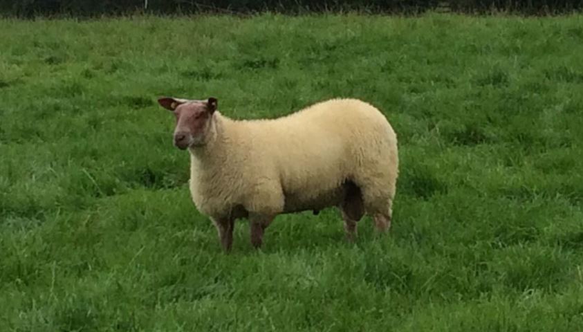 Foundry High And Mighty pictured on Anne Murphy’s farm one week before the sale. Image source: Sheep Ireland
