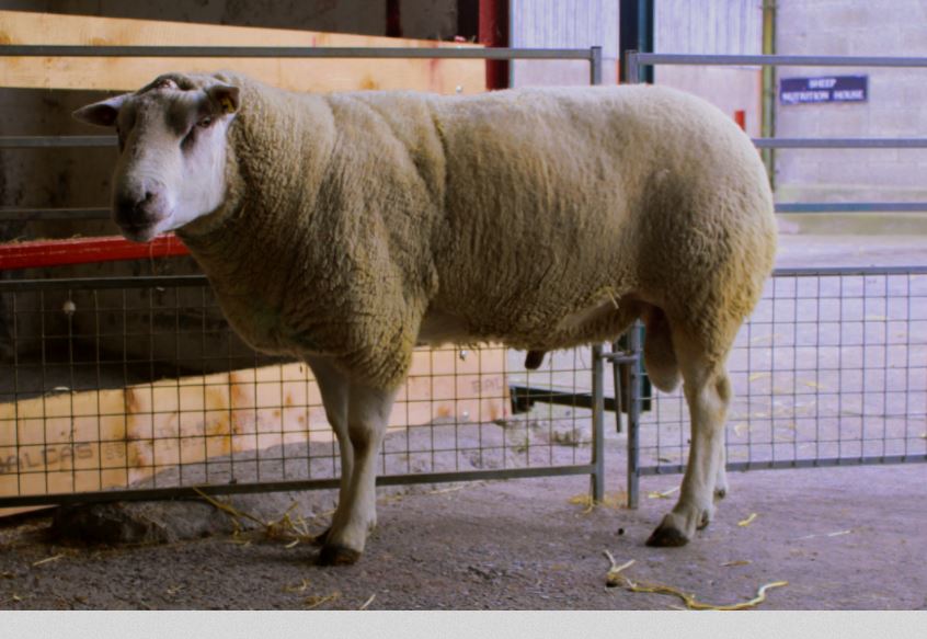 Violet Hill Baola pictured at the Sheep Ireland CPT centre in Lyons Estate in 2016. Image source: Sheep Ireland