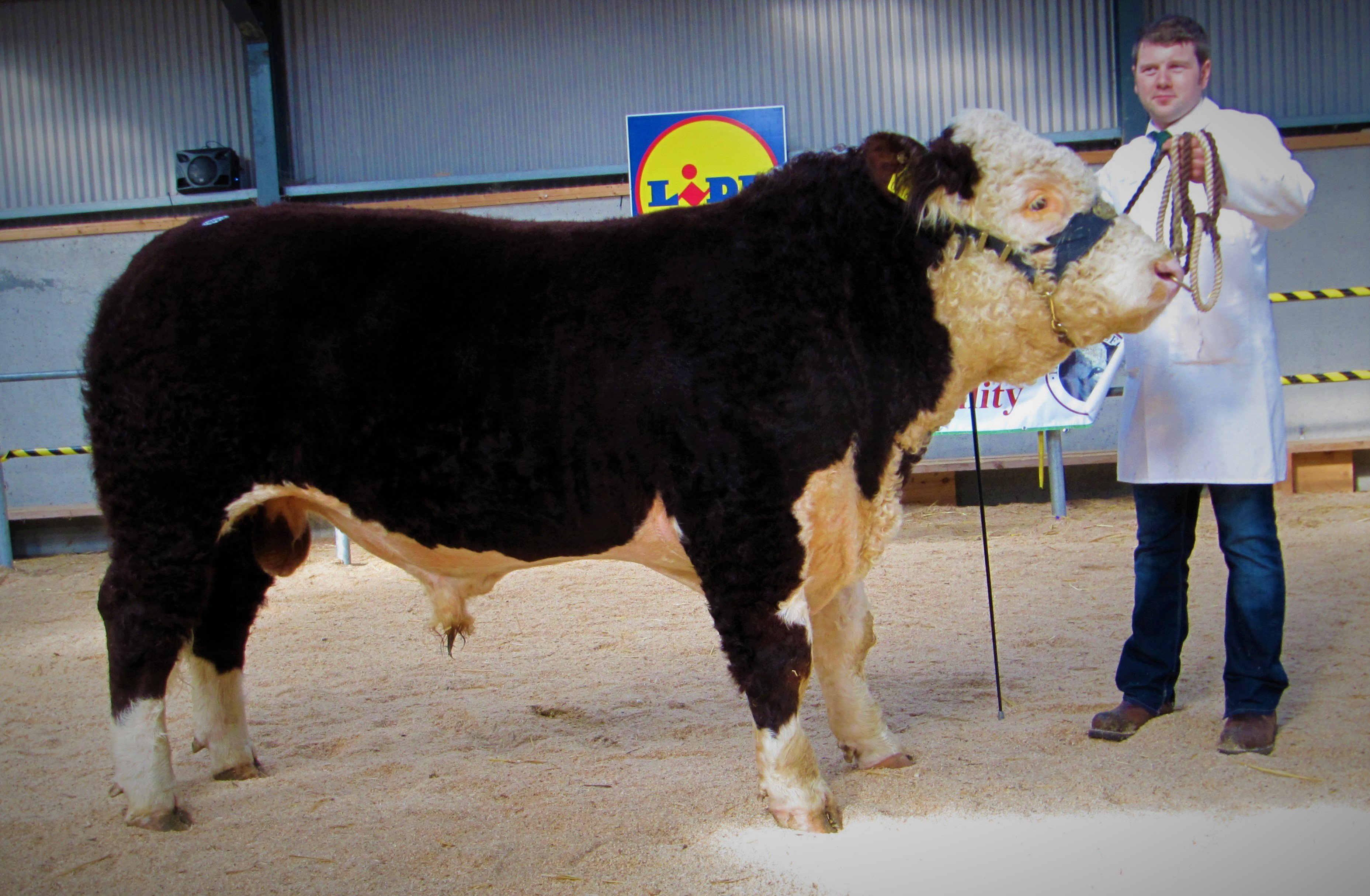 Top price bull of €6,600, Moyclare Phoenix, with handler Hugh P. Murray