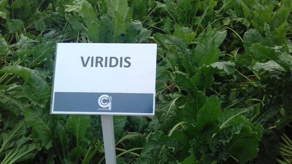 Viridis leaves tend to be broad and quiet floppy