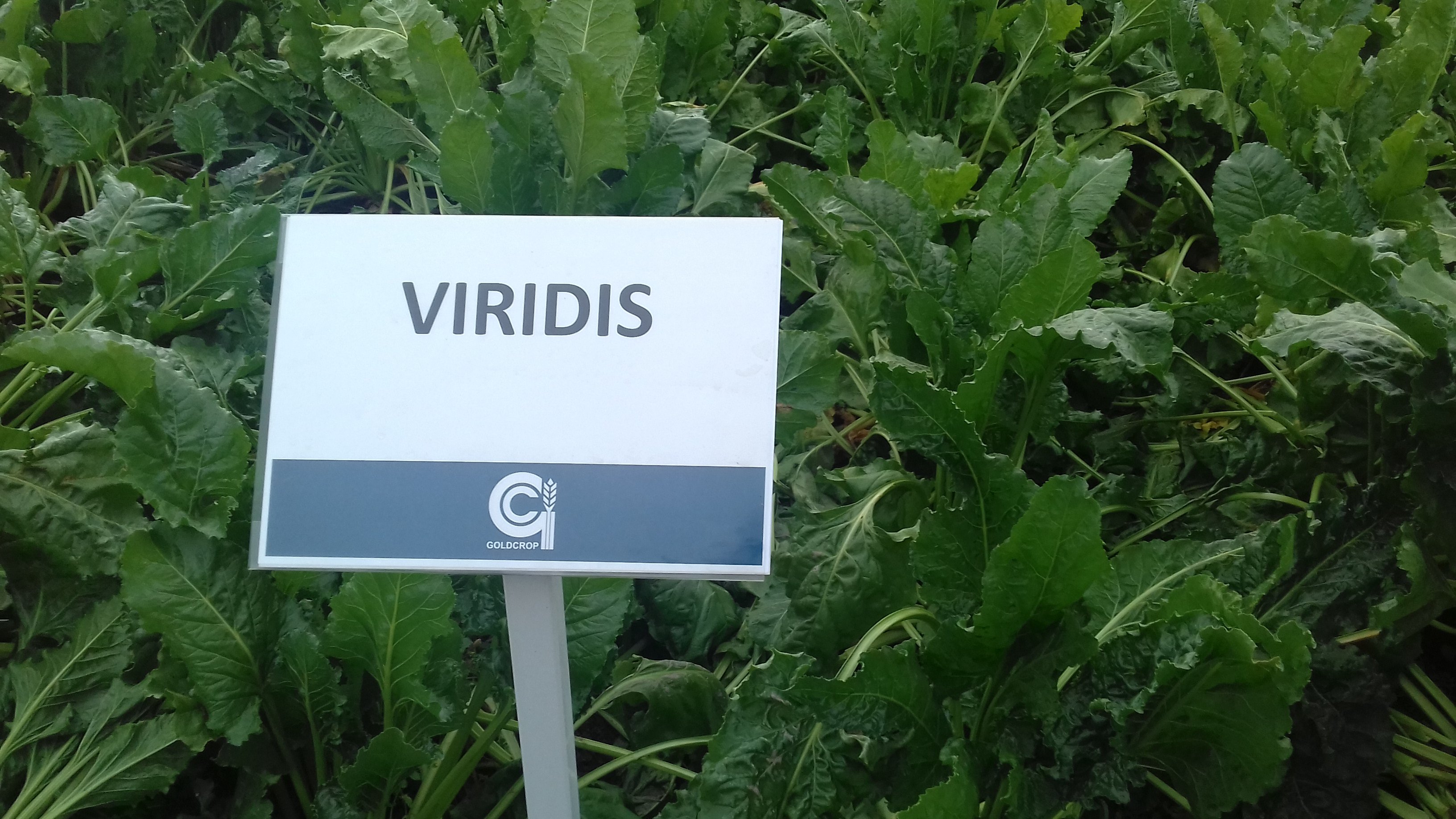 Viridis leaves tend to be broad and quiet floppy