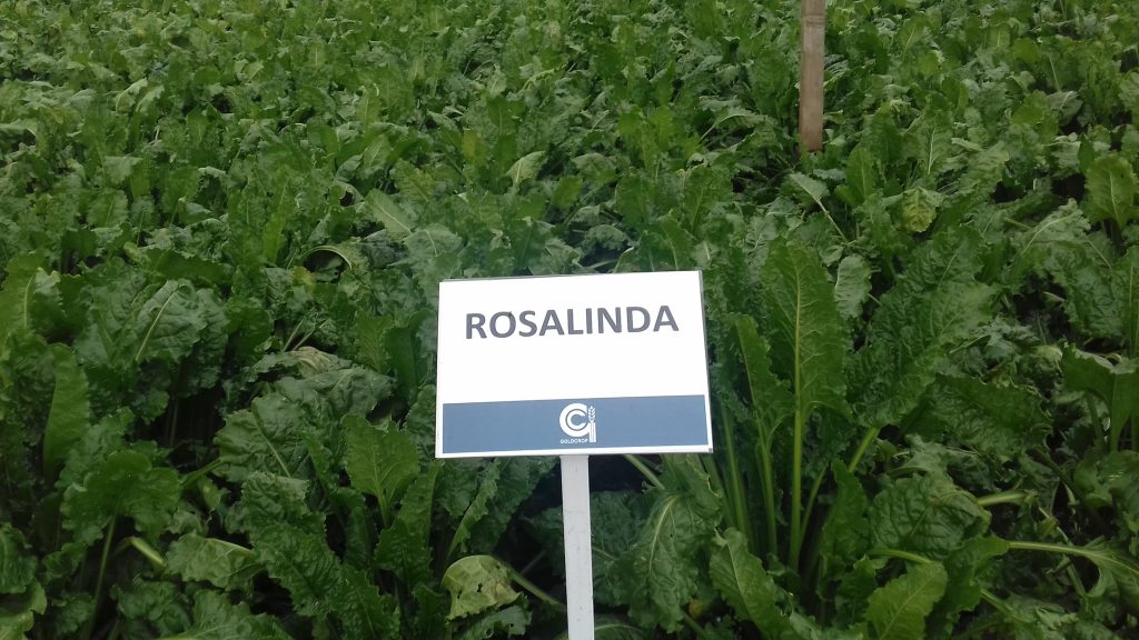 Rosalinda has upright stalks which make it easier to harvest